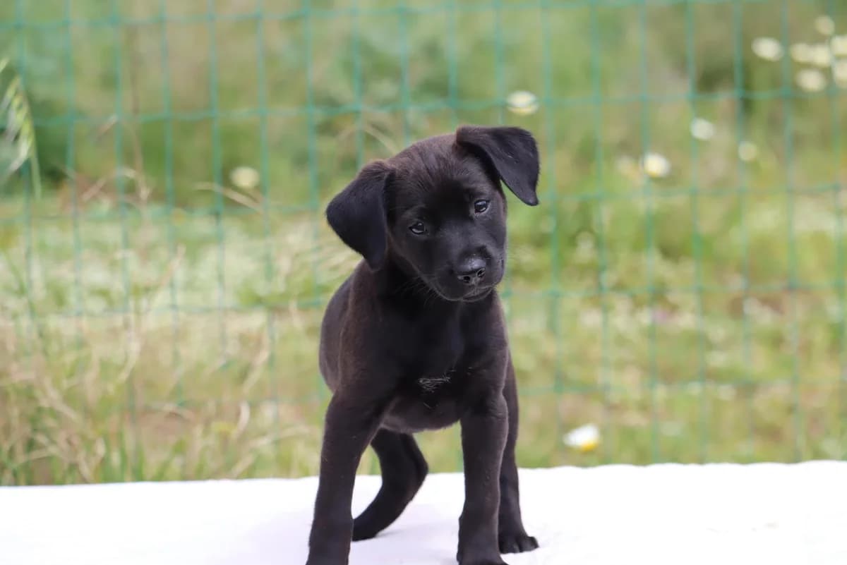 Whitney, female Mixed Breed for adoption at Bianca, Lisbon — photo 8 of 8