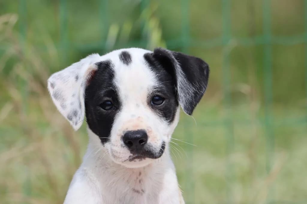 Whoopie, female Mixed Breed for adoption at Bianca, Lisbon