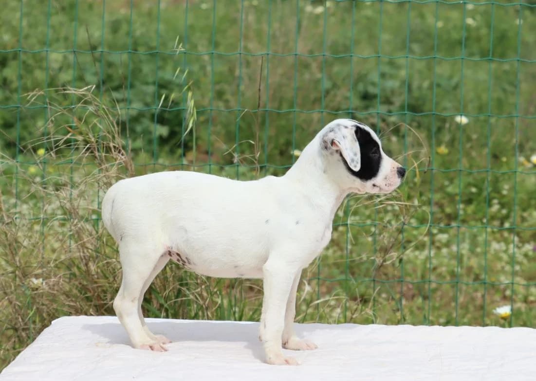 Whoopie, female Mixed Breed for adoption at Bianca, Lisbon — photo 2 of 7