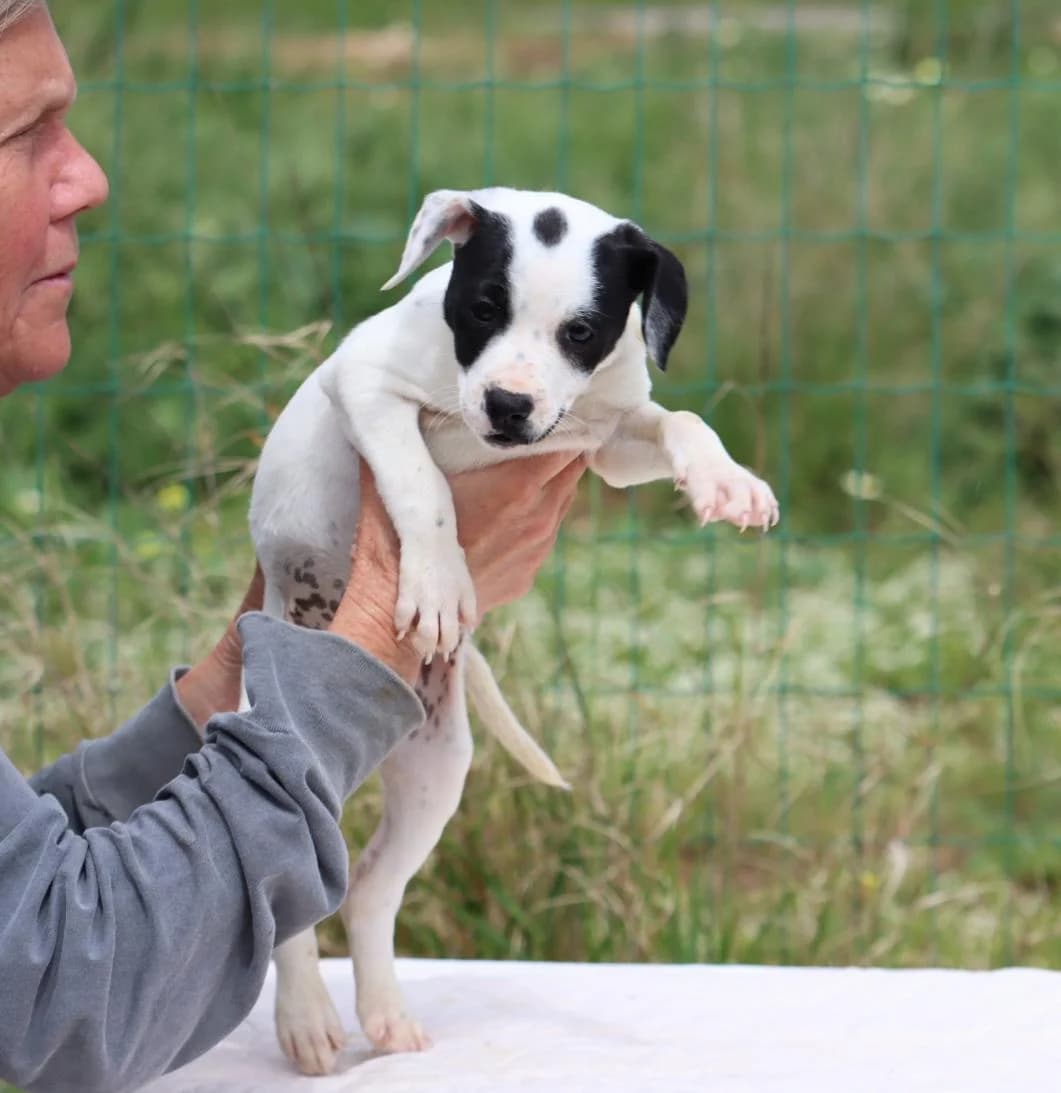 Whoopie, female Mixed Breed for adoption at Bianca, Lisbon — photo 3 of 7
