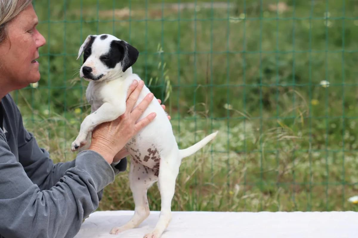 Whoopie, female Mixed Breed for adoption at Bianca, Lisbon — photo 4 of 7
