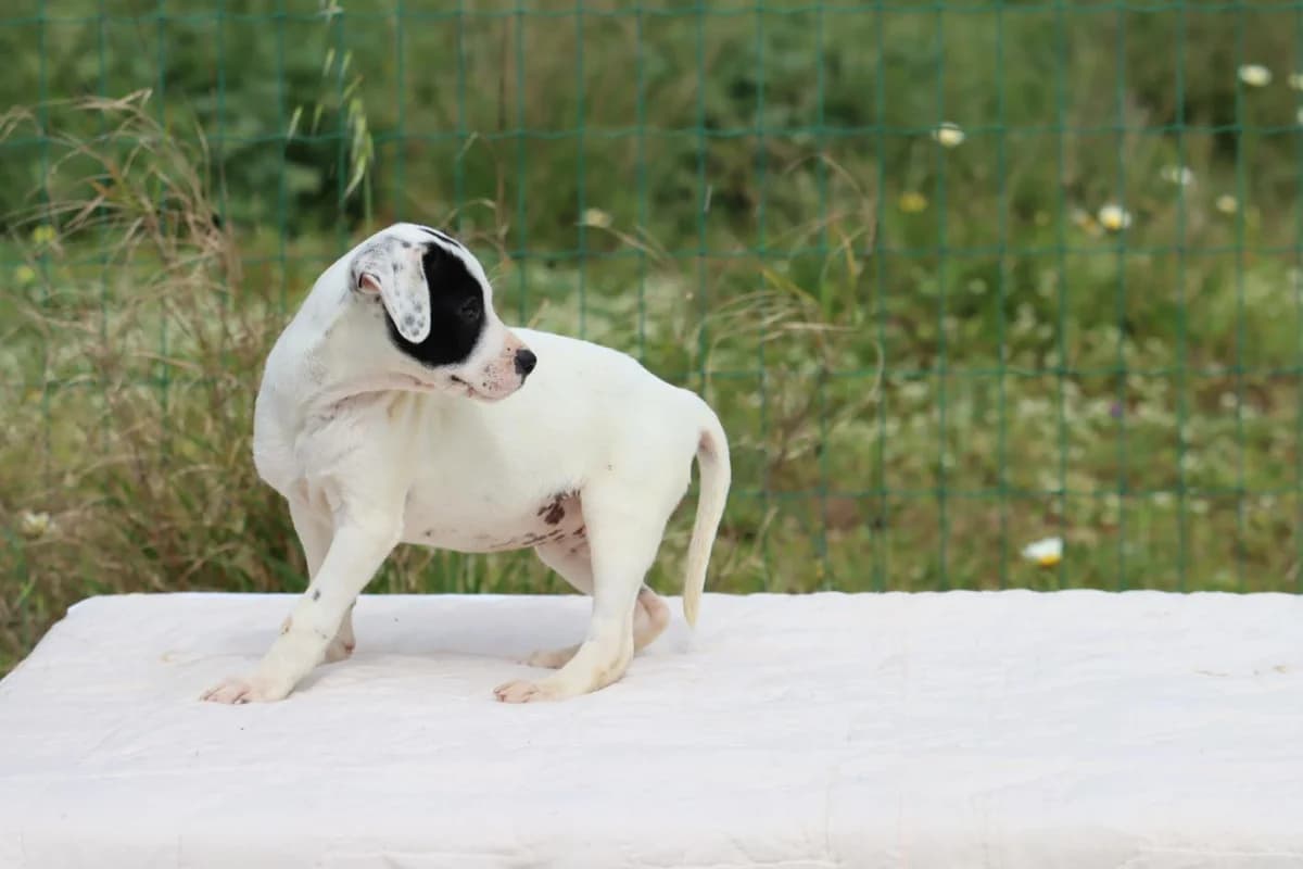 Whoopie, female Mixed Breed for adoption at Bianca, Lisbon — photo 5 of 7