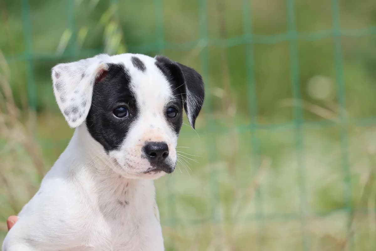 Whoopie, female Mixed Breed for adoption at Bianca, Lisbon — photo 6 of 7