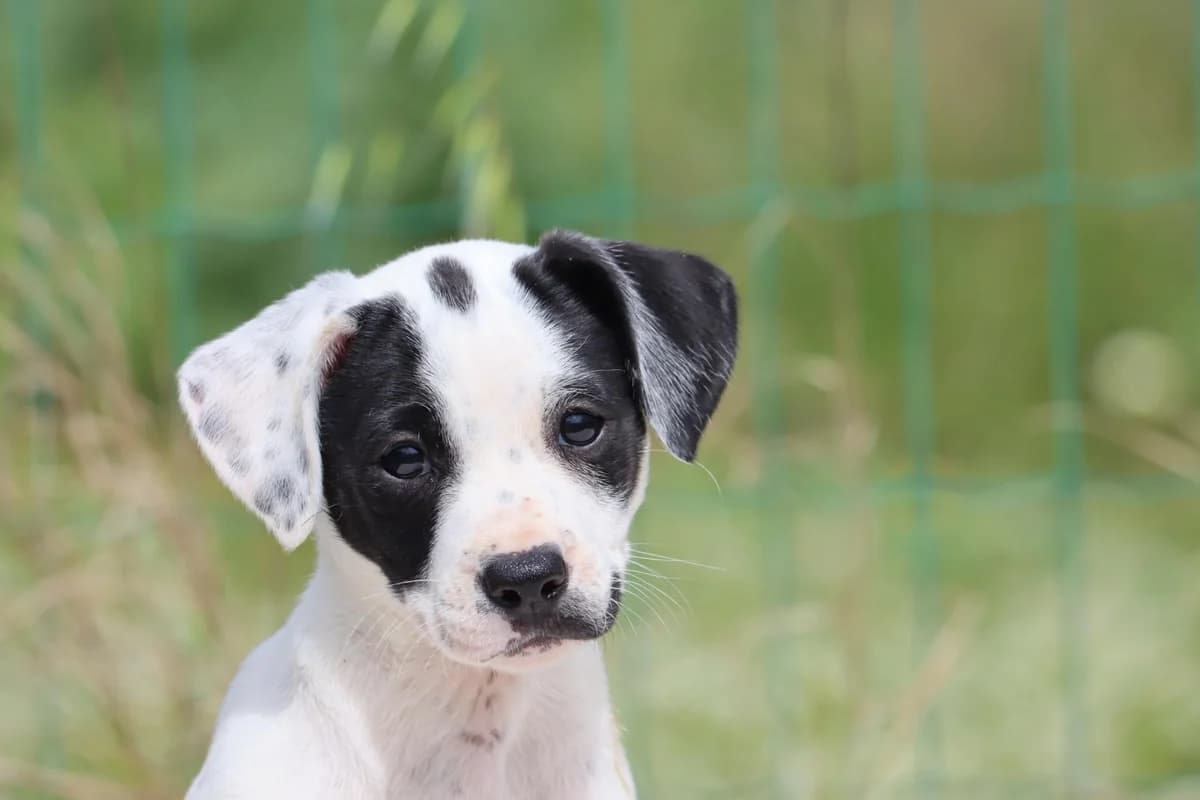 Whoopie, female Mixed Breed for adoption at Bianca, Lisbon — photo 7 of 7