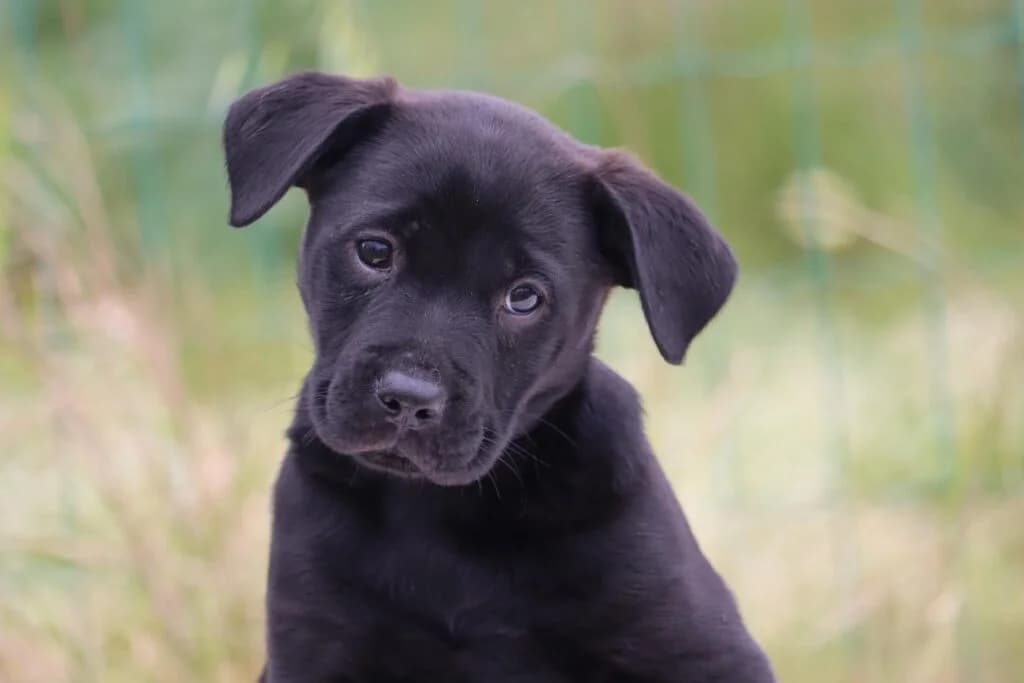 Winston – Reservado, Mixed Breed (Bianca APS)