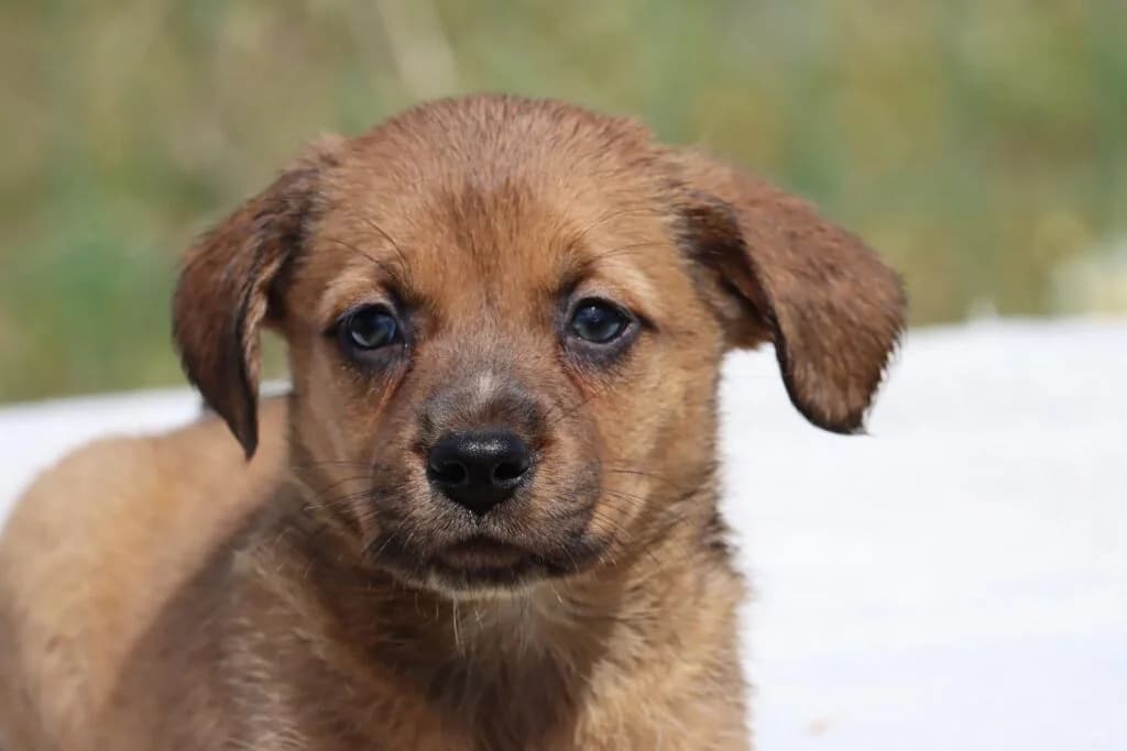 Mecia, female Mixed Breed for adoption at Bianca APS