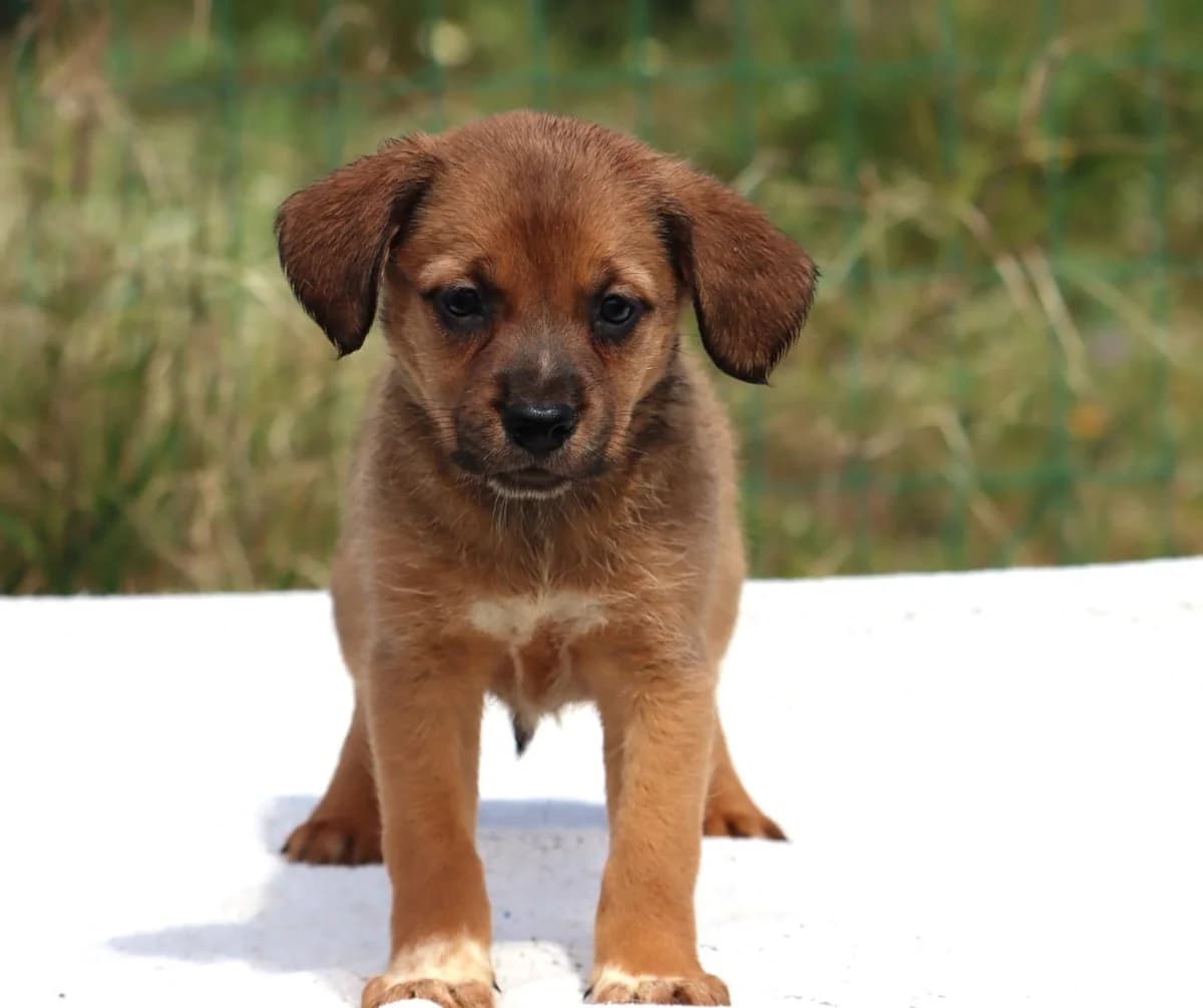 Mecia, female Mixed Breed for adoption at Bianca, Lisbon — photo 2 of 11