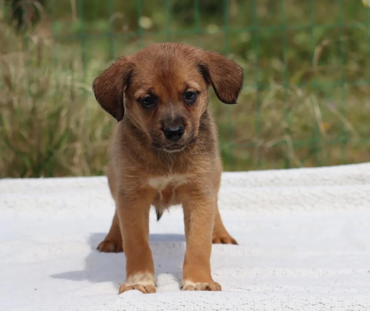 Mecia, female Mixed Breed for adoption at Bianca, Lisbon — photo 3 of 11
