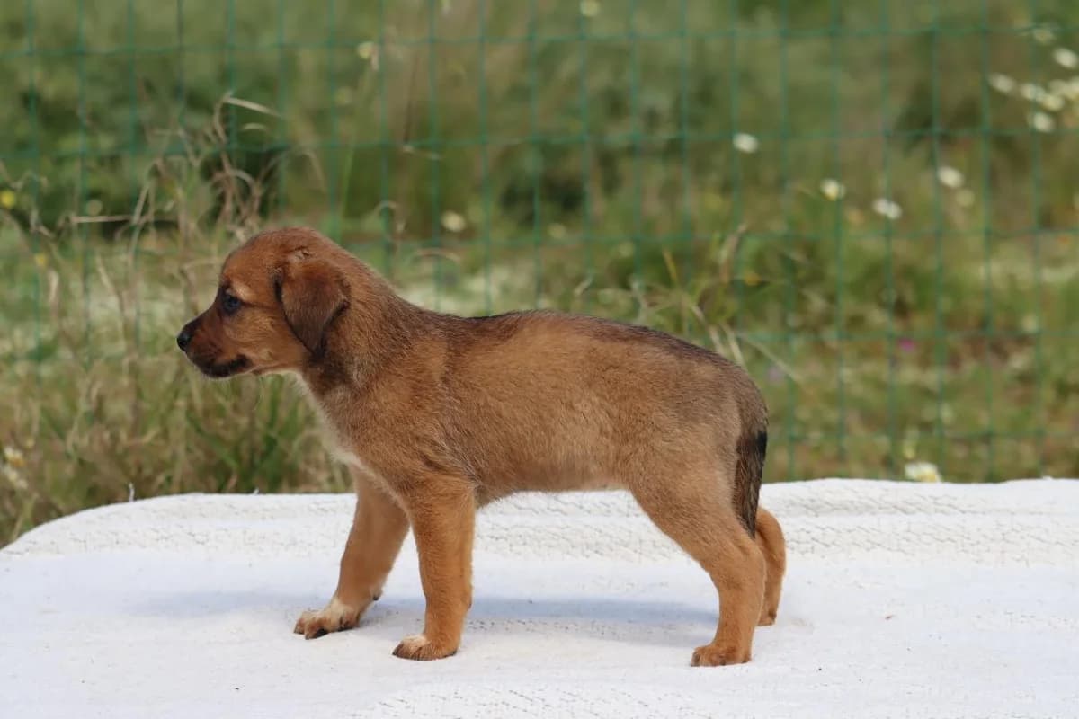Mecia, female Mixed Breed for adoption at Bianca, Lisbon — photo 4 of 11