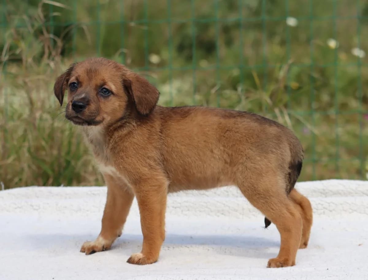 Mecia, female Mixed Breed for adoption at Bianca, Lisbon — photo 5 of 11