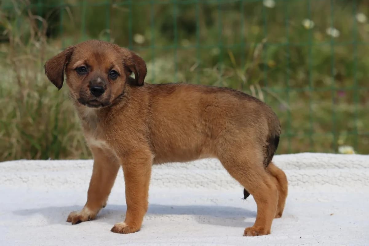 Mecia, female Mixed Breed for adoption at Bianca, Lisbon — photo 6 of 11