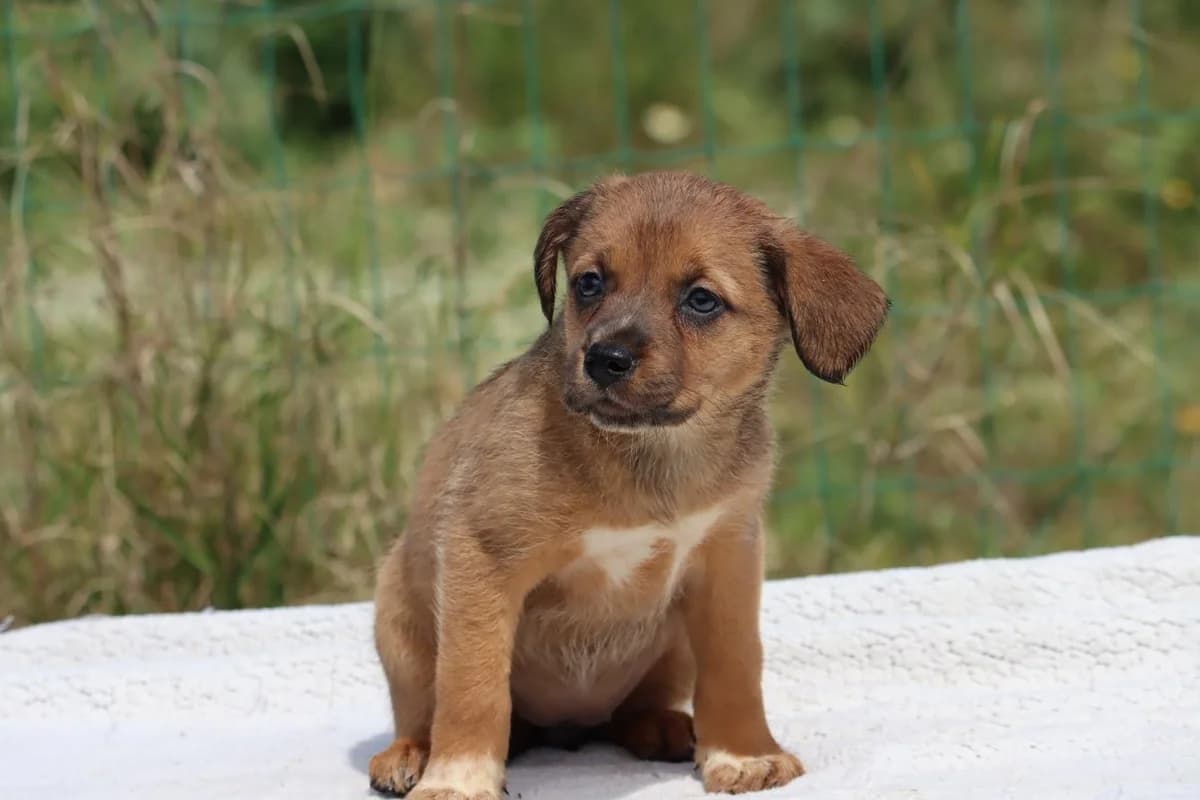 Mecia, female Mixed Breed for adoption at Bianca, Lisbon — photo 7 of 11
