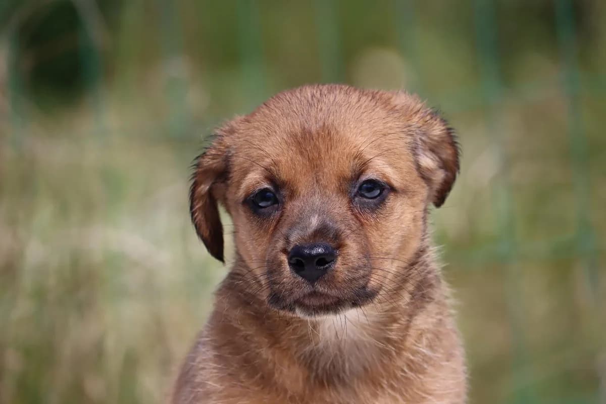 Mecia, female Mixed Breed for adoption at Bianca, Lisbon — photo 8 of 11