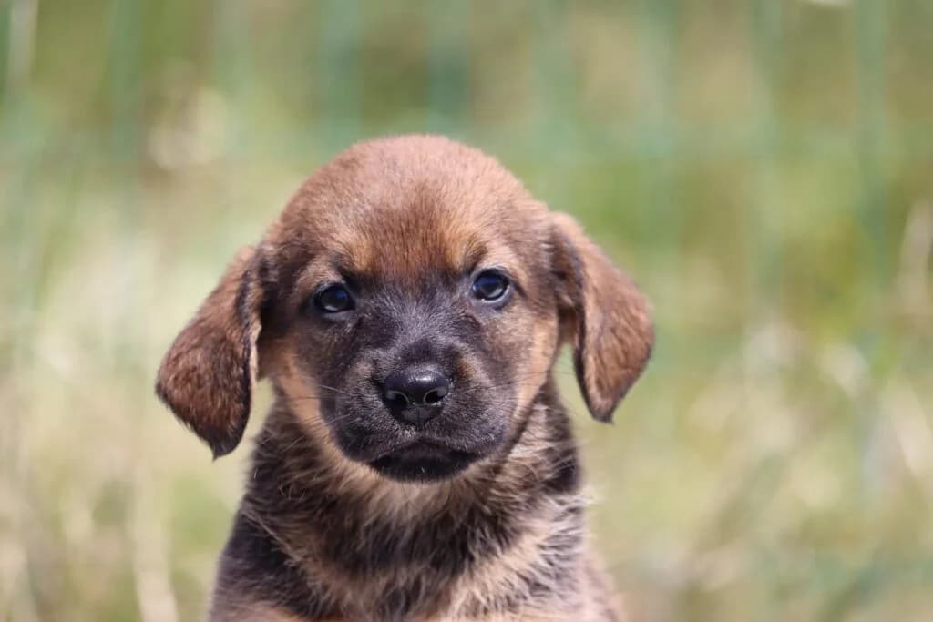 Mimi, female Mixed Breed for adoption at Bianca, Lisbon