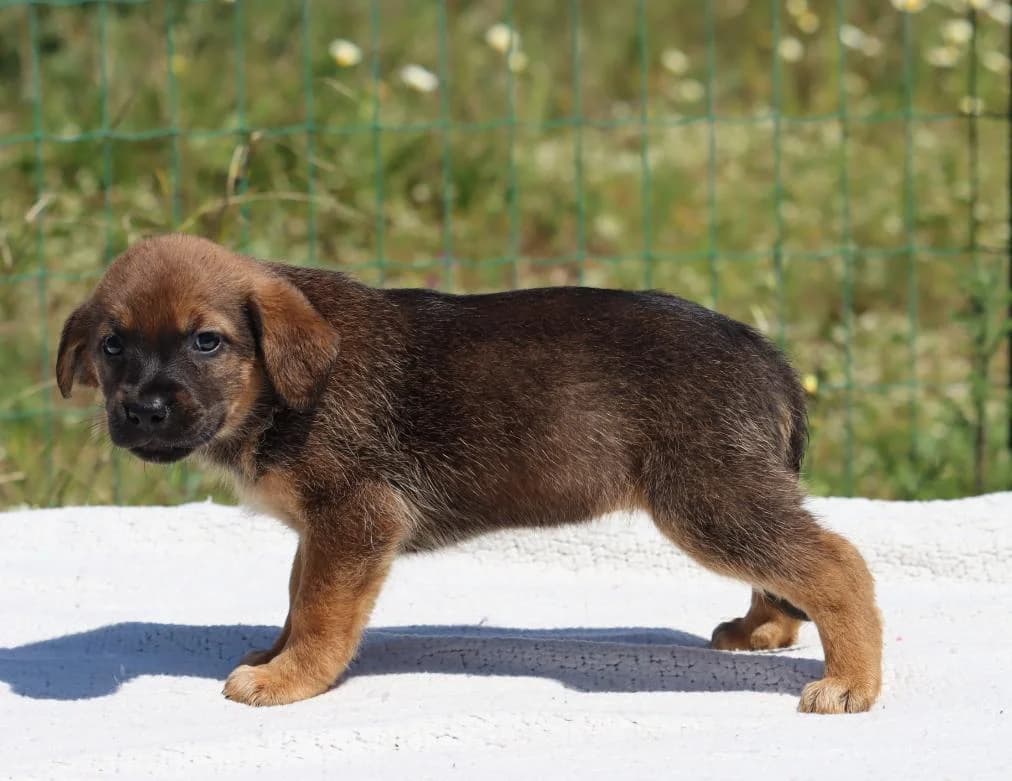 Mimi, female Mixed Breed for adoption at Bianca, Lisbon — photo 2 of 10