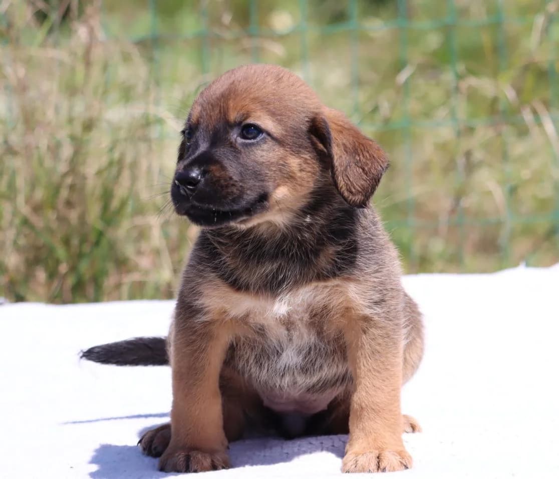 Mimi, female Mixed Breed for adoption at Bianca, Lisbon — photo 3 of 10