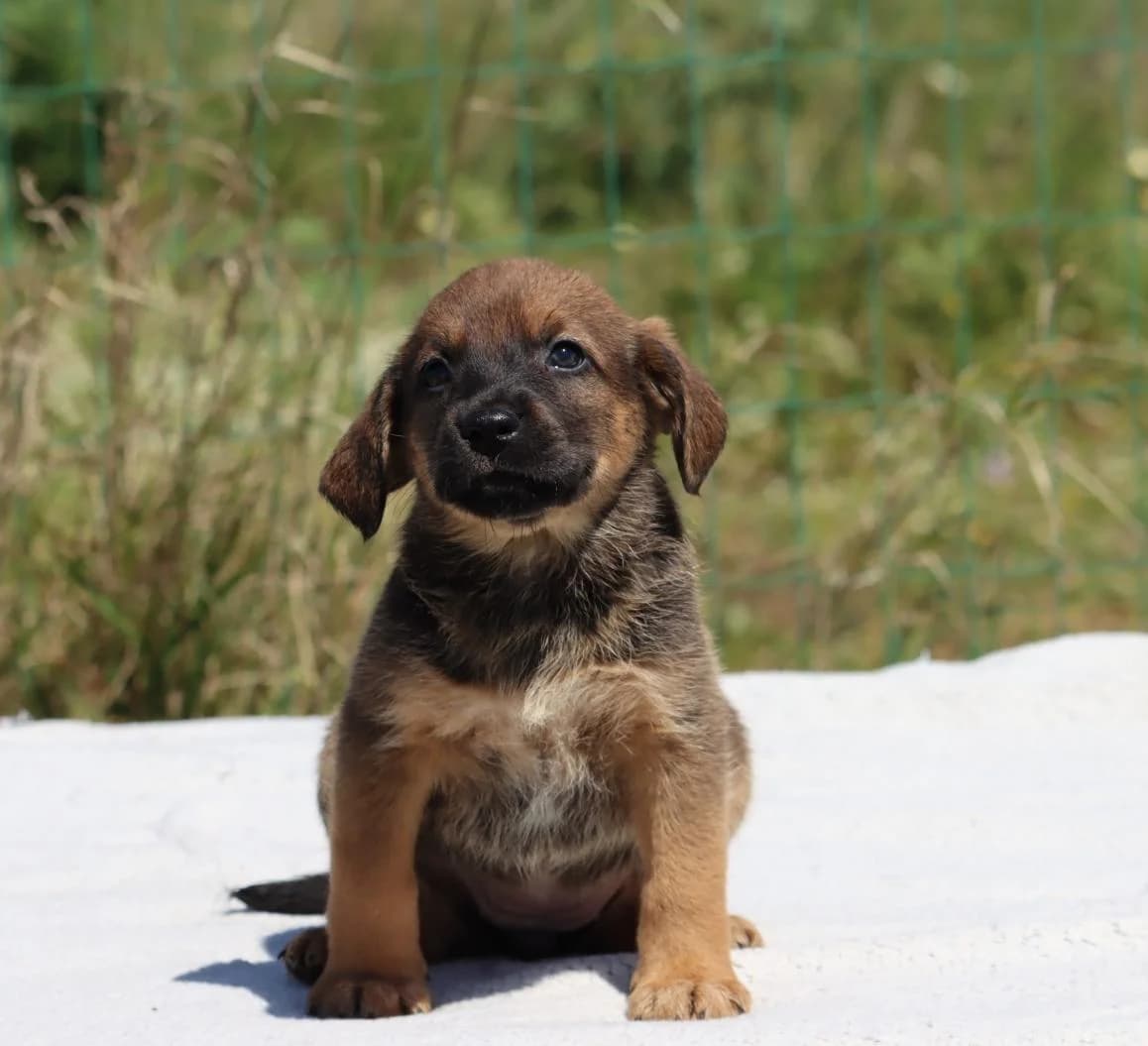 Mimi, female Mixed Breed for adoption at Bianca, Lisbon — photo 4 of 10