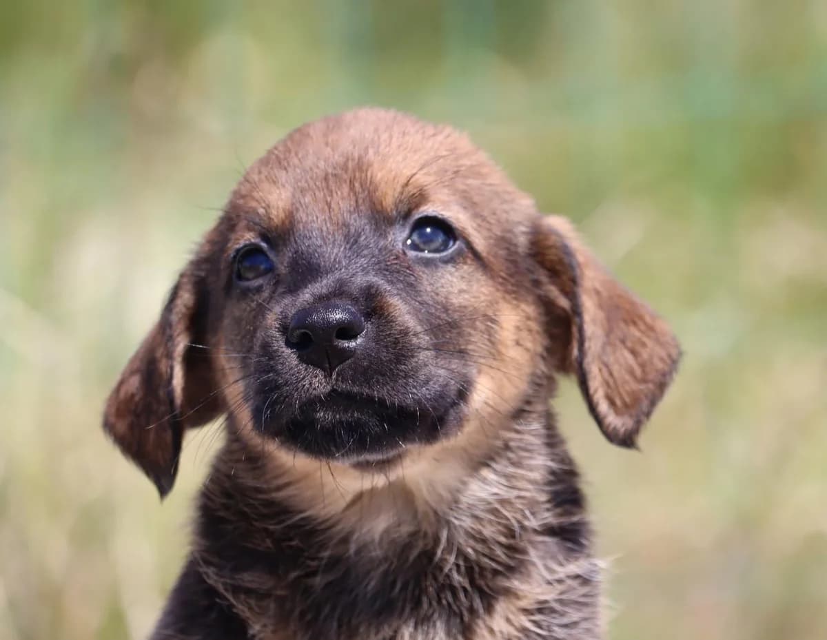 Mimi, female Mixed Breed for adoption at Bianca, Lisbon — photo 5 of 10