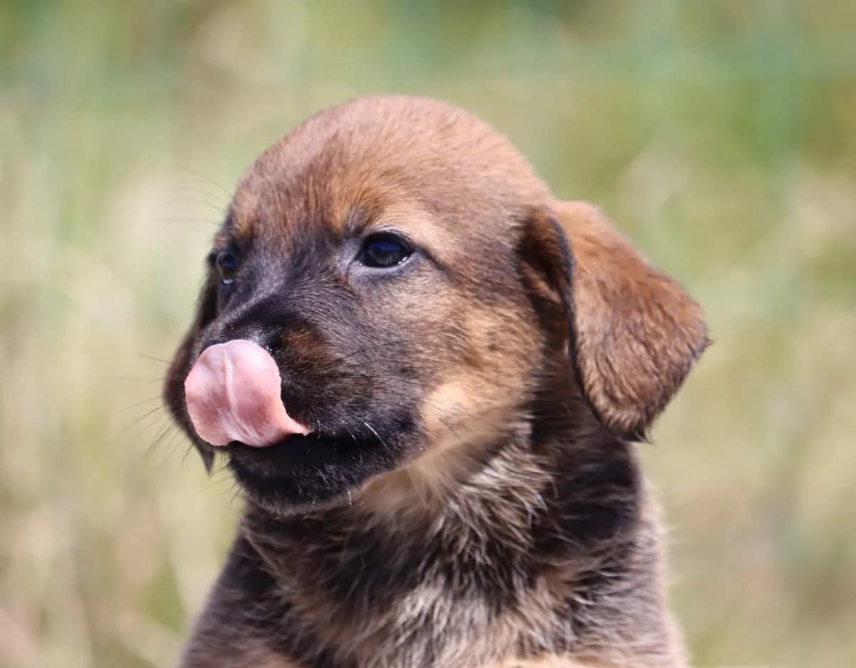 Mimi, female Mixed Breed for adoption at Bianca, Lisbon — photo 6 of 10