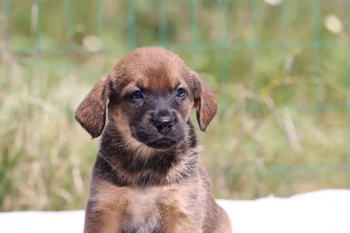 Mimi, female Mixed Breed for adoption at Bianca, Lisbon — photo 7 of 10