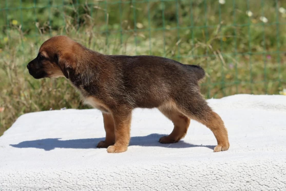 Mimi, female Mixed Breed for adoption at Bianca, Lisbon — photo 8 of 10