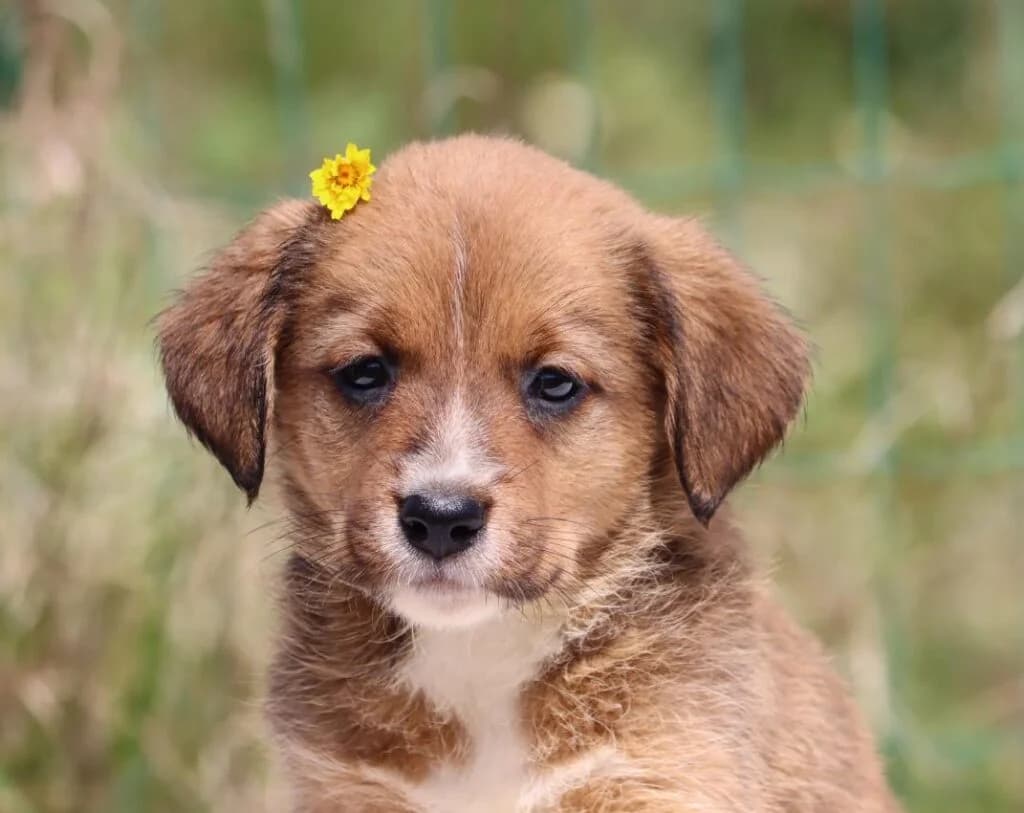 Mafalda, female Mixed Breed for adoption at Bianca APS