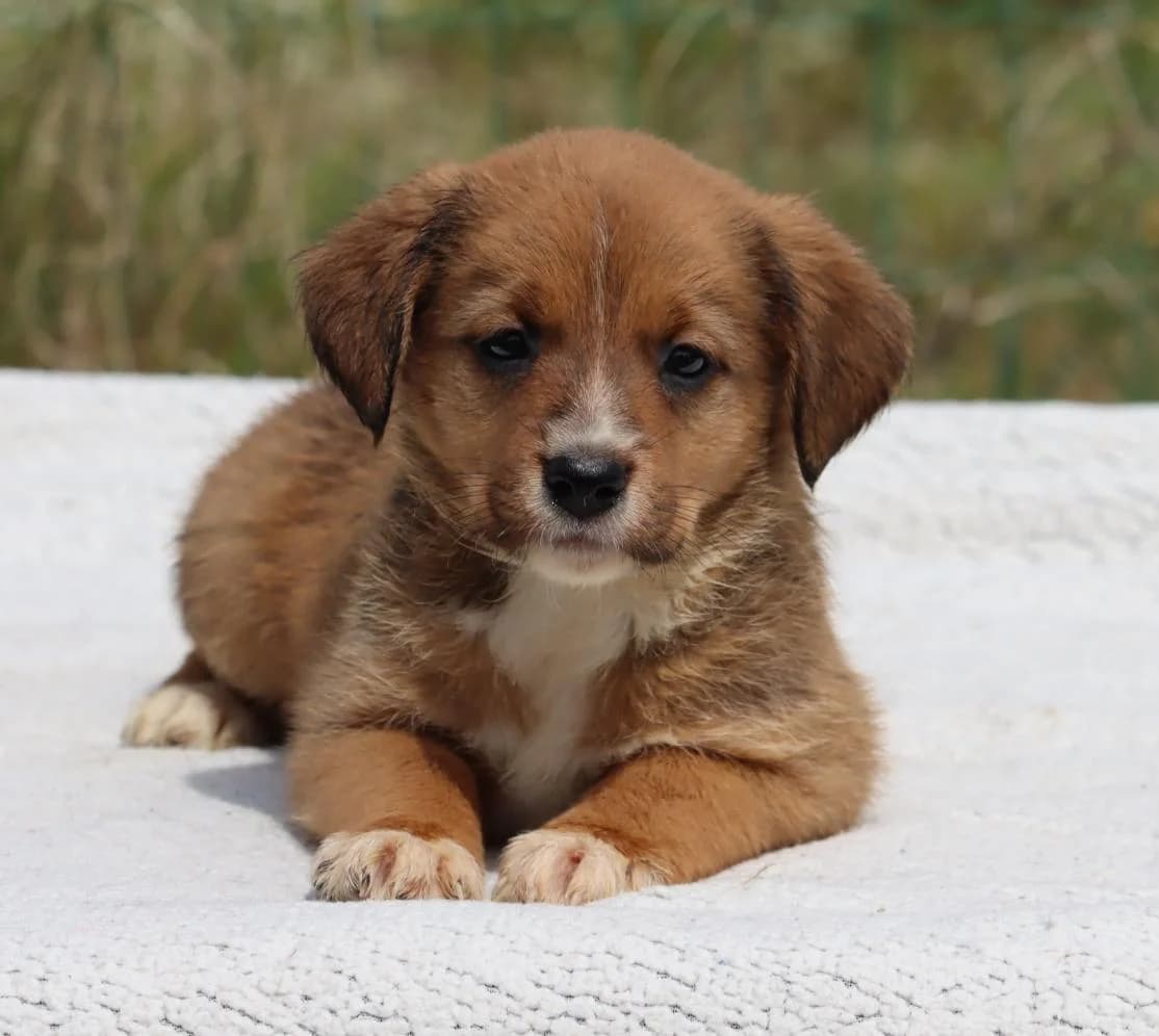Mafalda, female Mixed Breed for adoption at Bianca, Lisbon — photo 2 of 11