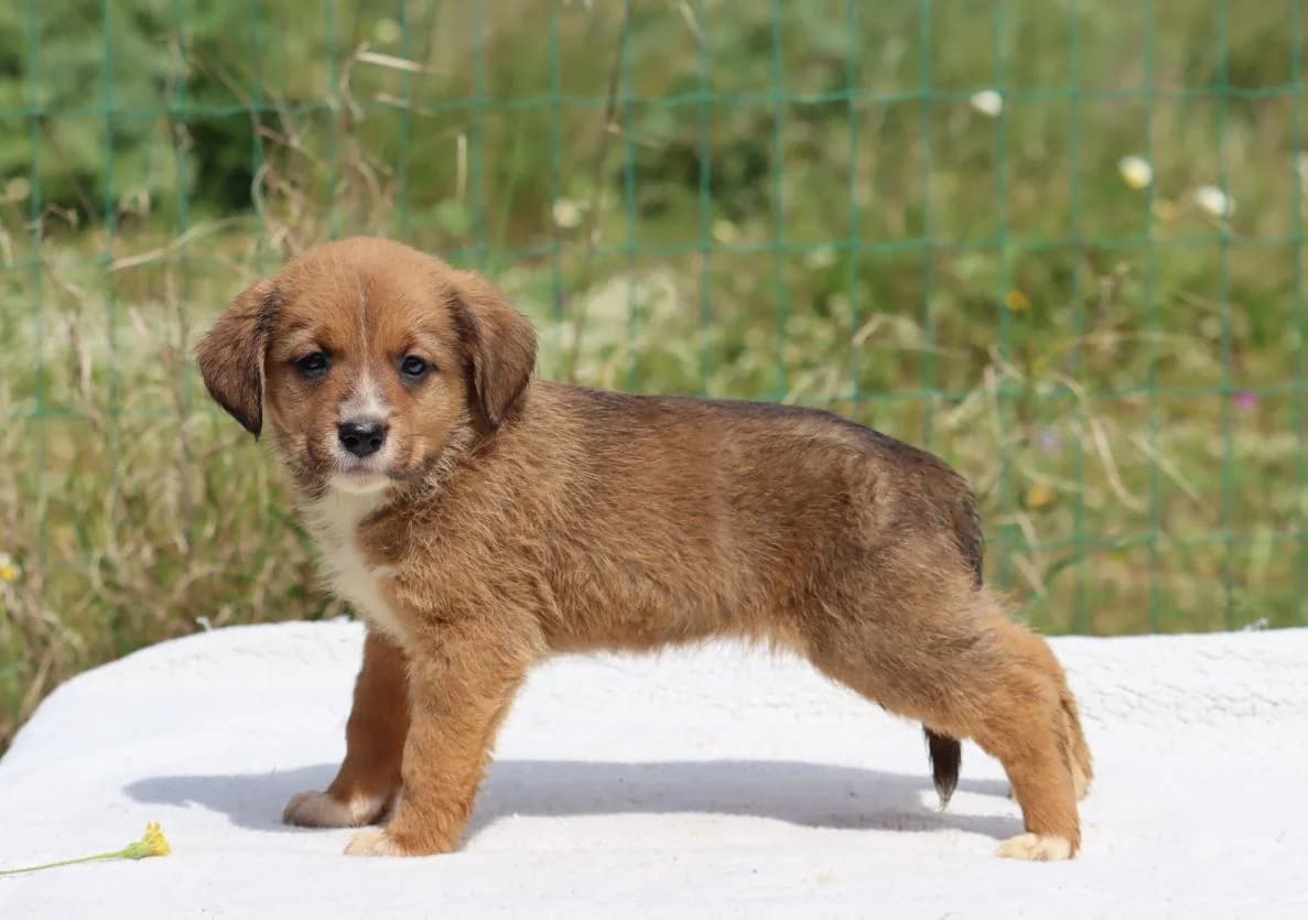 Mafalda, female Mixed Breed for adoption at Bianca, Lisbon — photo 3 of 11