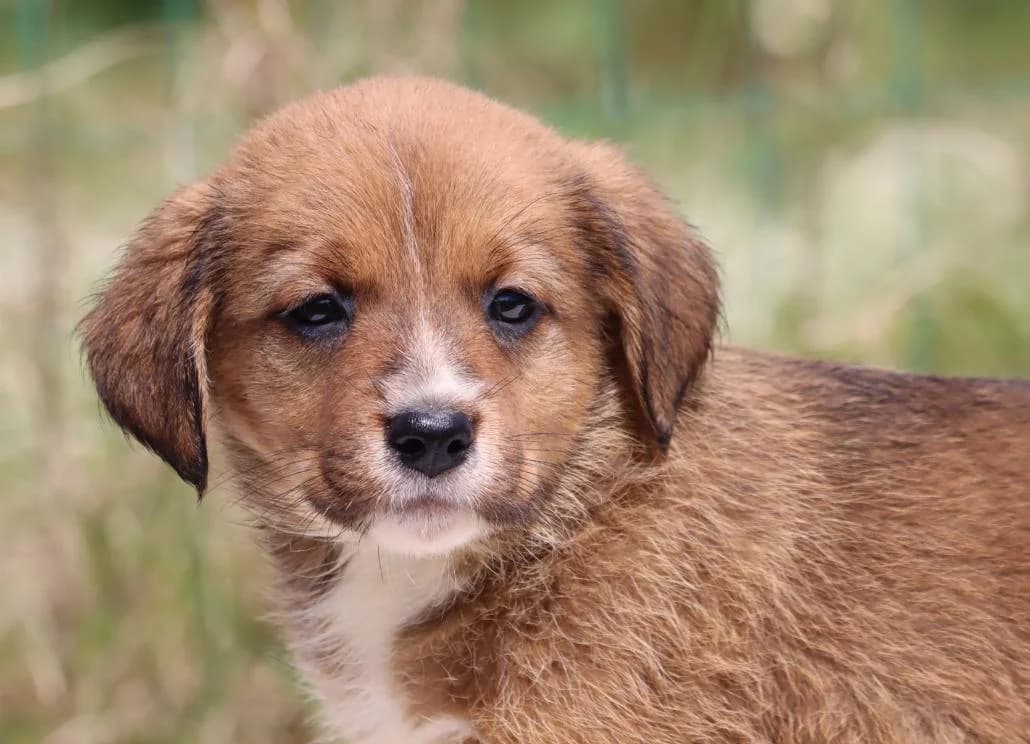 Mafalda, female Mixed Breed for adoption at Bianca, Lisbon — photo 4 of 11