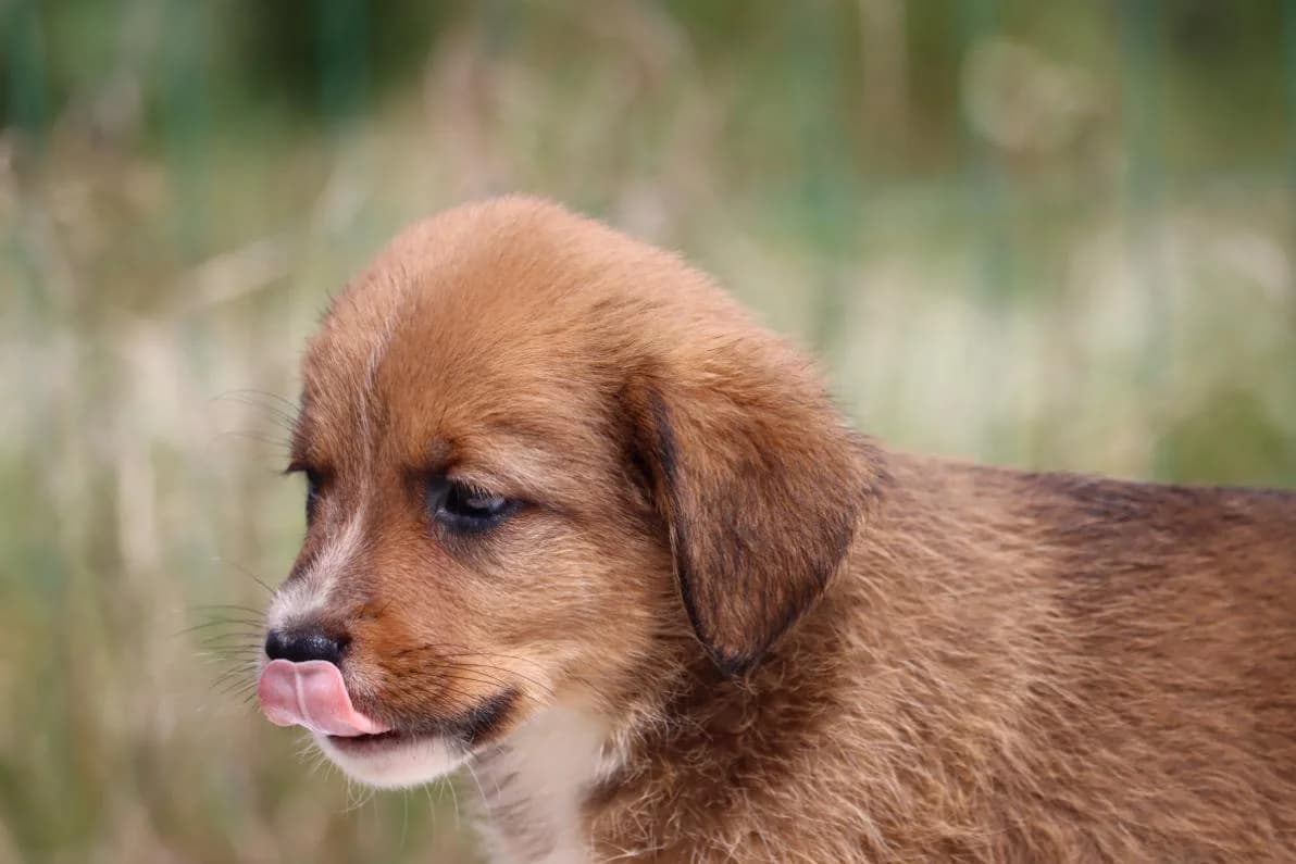 Mafalda, female Mixed Breed for adoption at Bianca, Lisbon — photo 5 of 11