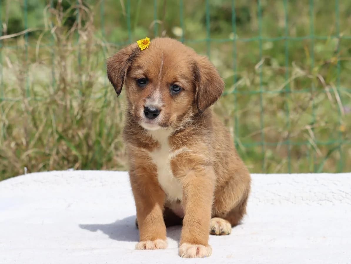 Mafalda, female Mixed Breed for adoption at Bianca, Lisbon — photo 6 of 11