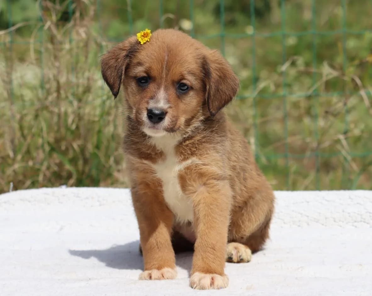 Mafalda, female Mixed Breed for adoption at Bianca, Lisbon — photo 7 of 11