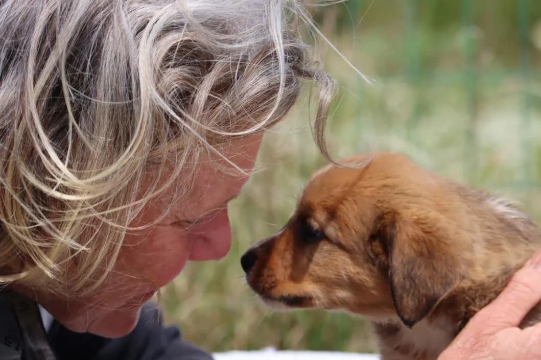 Mafalda, female Mixed Breed for adoption at Bianca, Lisbon — photo 8 of 11