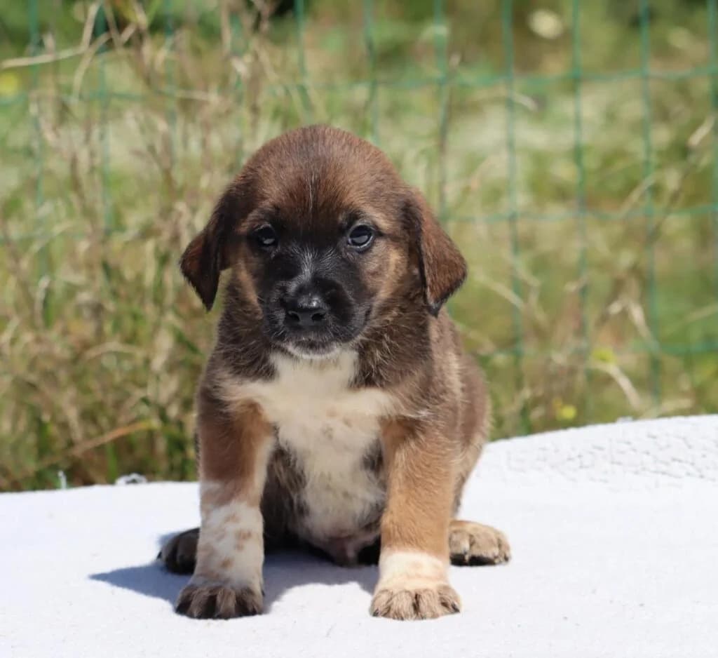 Manecas, male Mixed Breed for adoption at Bianca, Lisbon