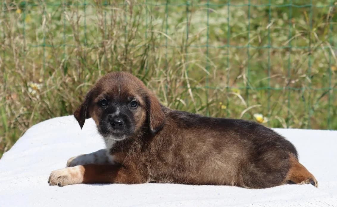 Manecas, male Mixed Breed for adoption at Bianca, Lisbon — photo 2 of 8