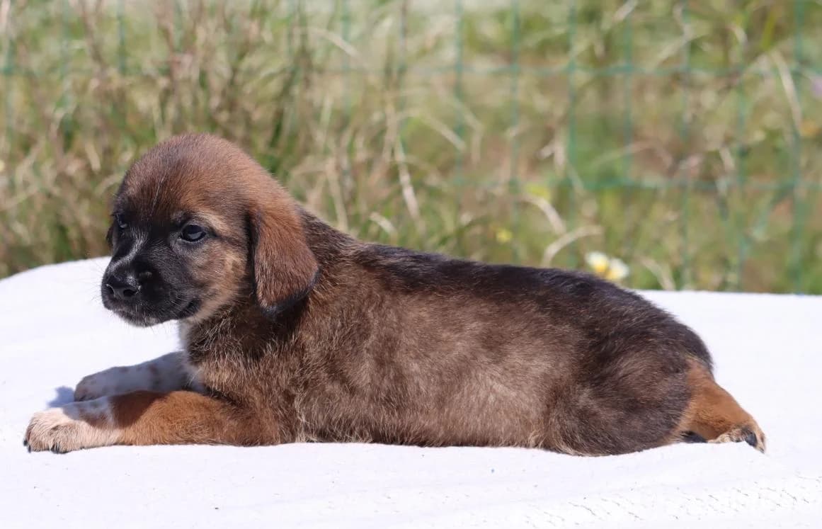 Manecas, male Mixed Breed for adoption at Bianca, Lisbon — photo 3 of 8