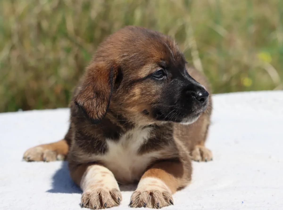 Manecas, male Mixed Breed for adoption at Bianca, Lisbon — photo 4 of 8
