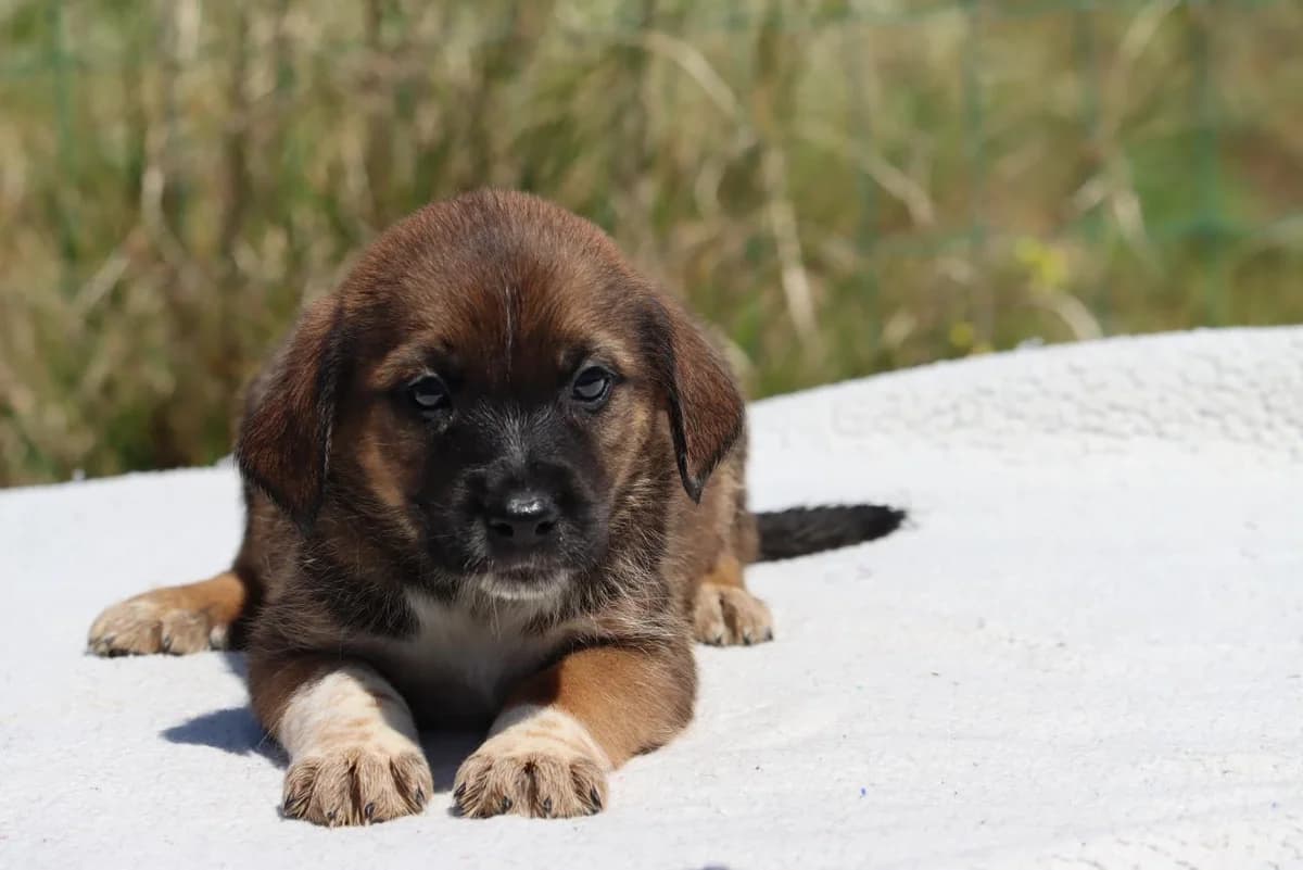 Manecas, male Mixed Breed for adoption at Bianca, Lisbon — photo 6 of 8