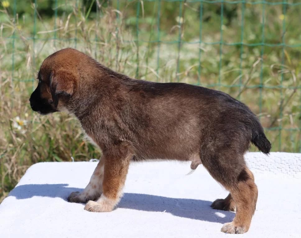 Manecas, male Mixed Breed for adoption at Bianca, Lisbon — photo 7 of 8