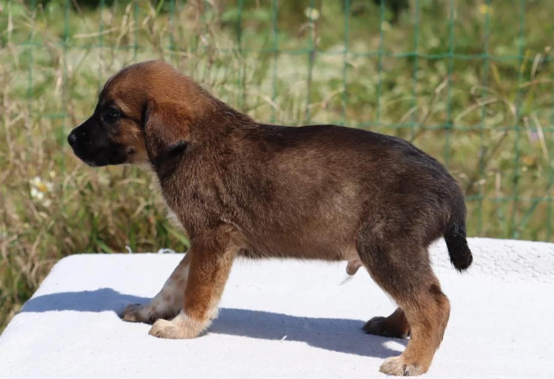 Manecas, male Mixed Breed for adoption at Bianca, Lisbon — photo 8 of 8