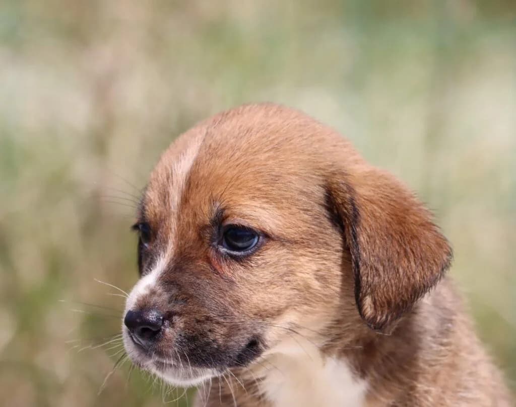 Martin, male Mixed Breed for adoption at Bianca APS
