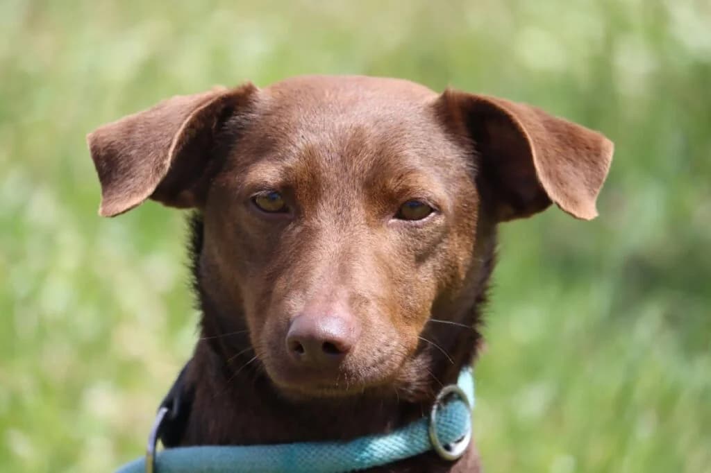 Nutella, Mixed Breed (Bianca APS)