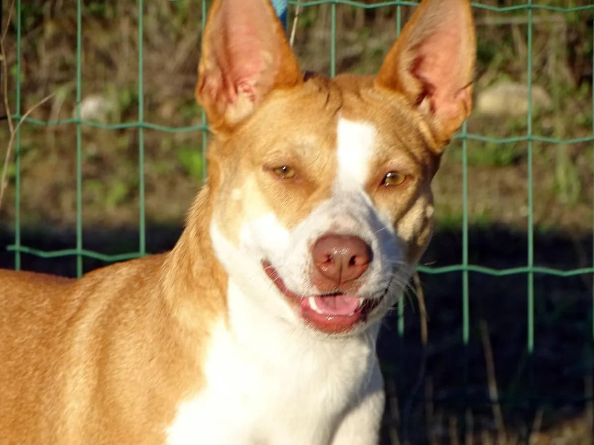 Sybil, female Mixed Breed for adoption at Bianca APS