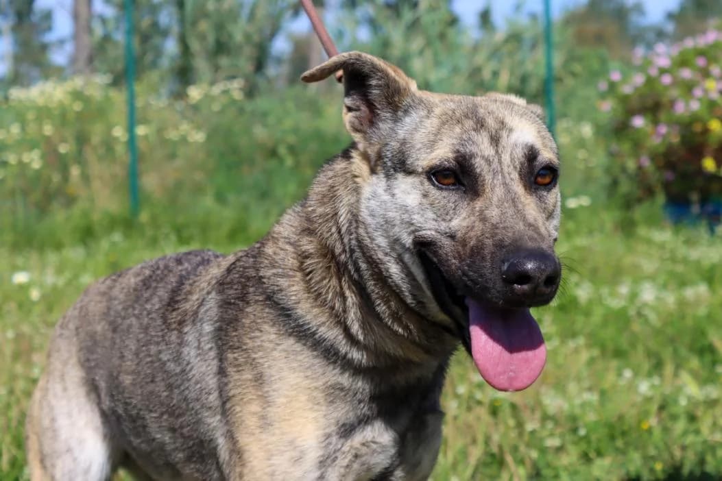 Jennifer – Reservada, female Mixed Breed for adoption at Bianca APS