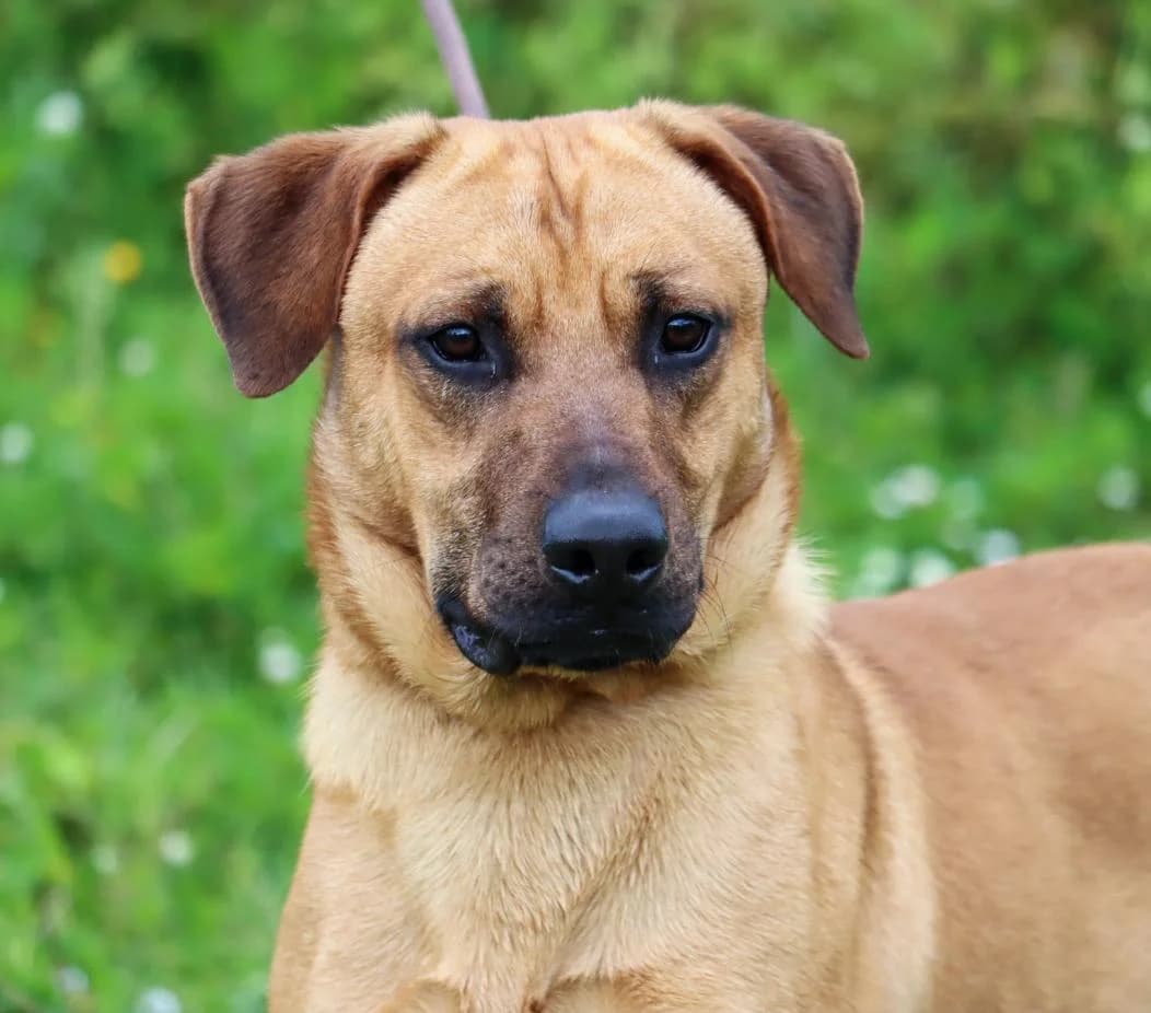 Casimiro, male young Mixed Breed for adoption at Bianca APS