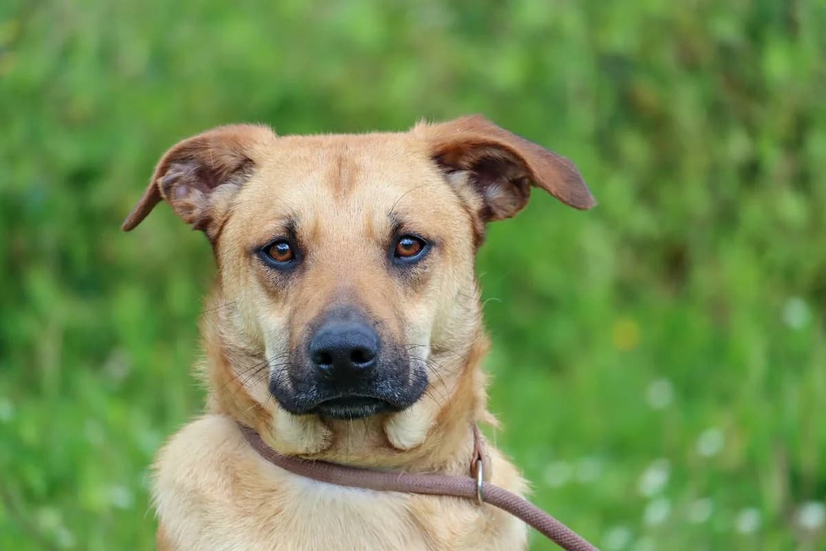 Candy, female young Mixed Breed for adoption at Bianca APS