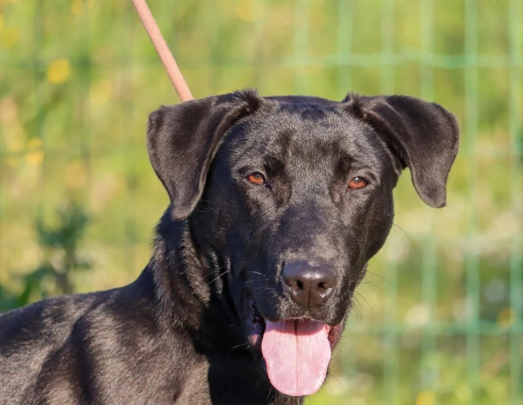 Diego – Reservado, male Mixed Breed for adoption at Bianca APS
