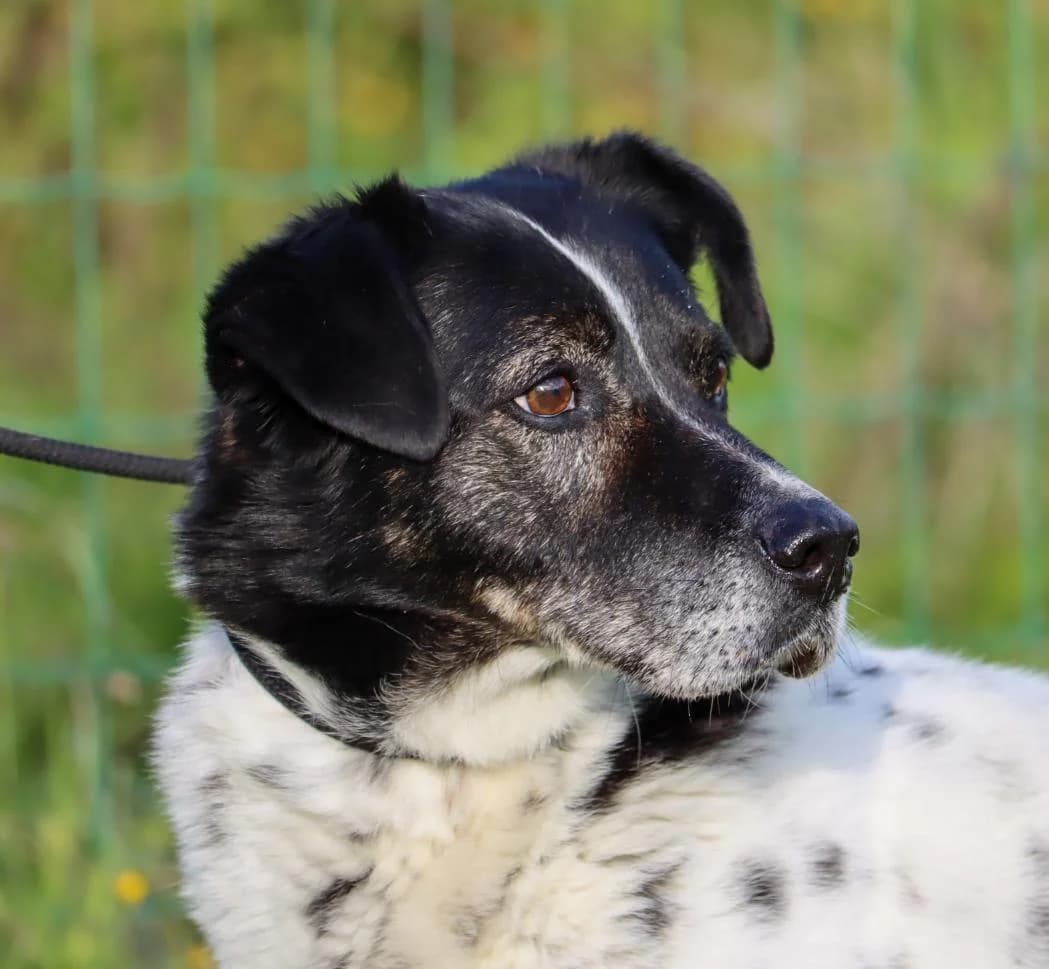 Jaime, male Mixed Breed for adoption at Bianca APS