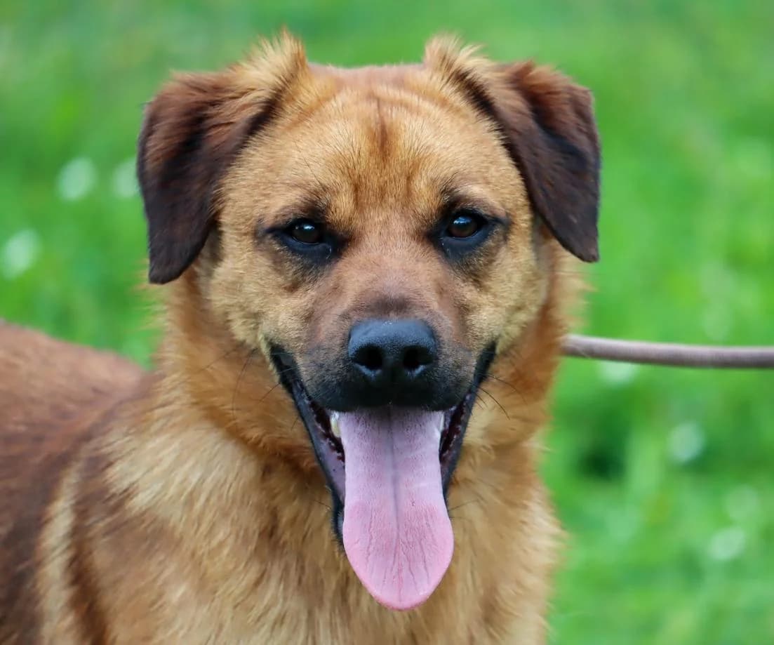 Caju – Reservado, male young Mixed Breed for adoption at Bianca APS