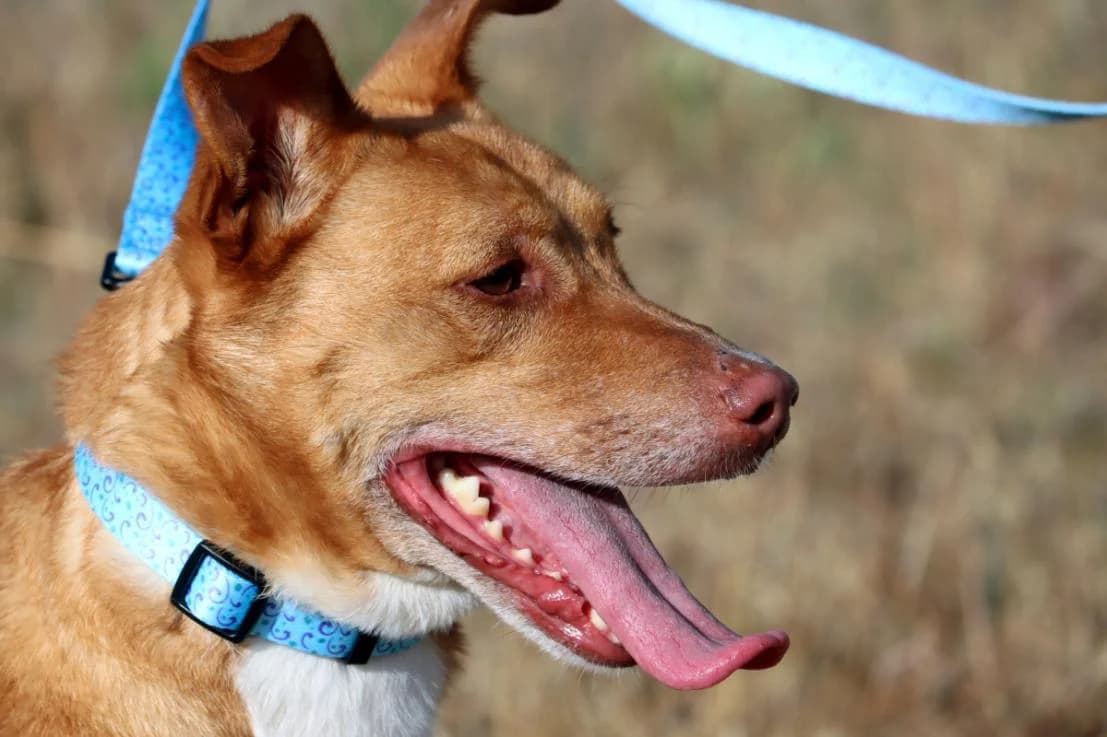 Toffy, male Mixed Breed for adoption at Bianca APS